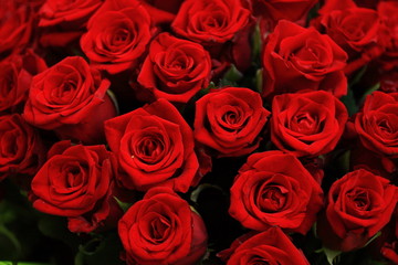 Roses de l'amour