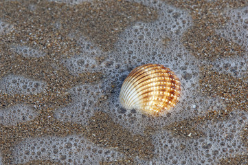 Muschelschale am Strand