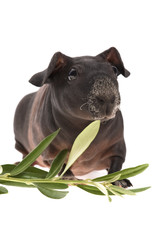 Fototapeta premium skinny guinea pig and olive branch on white background