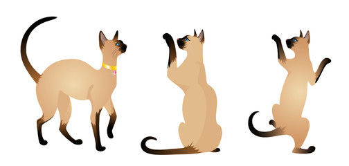 Beautiful cat on a white background