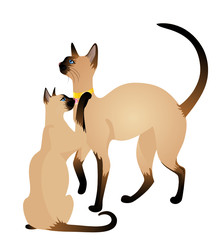 eautiful Siamese cat on a white background for design