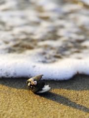 Muschel am Strand