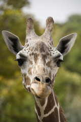 Obraz premium Close up of a giraffe face