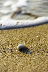 Muschel am Strand