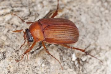 Brown chafer (Serica brunnea) Macro photo.