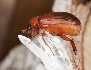 Brown chafer (Serica brunnea) Macro photo.
