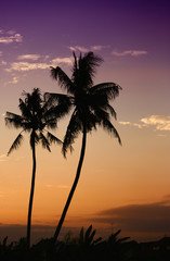 Obraz na płótnie Canvas lovely coconut trees