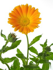 Fototapeta premium Calendula officinalis