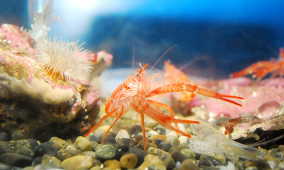 Shrimp.