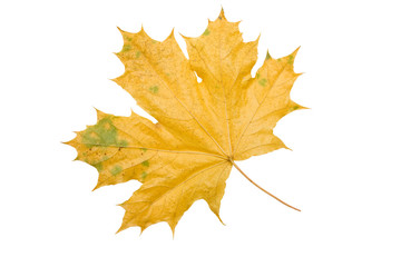 Faded yellow maple leaf