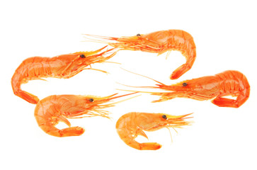Prawn group