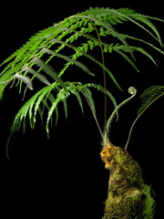 Cibotium barometz (Scythian lamb) © Aquiya