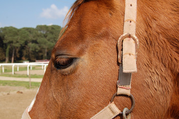 Horse