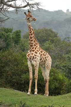 Giraffe Scratching