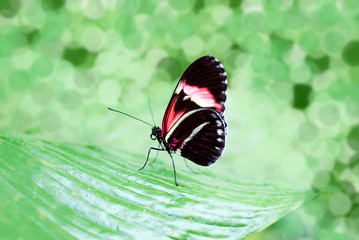 Beautiful butterfly on a leaf