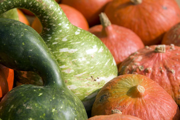 Sagra della zucca di Piozzo (Cn)