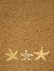 Starfish on brown sand background