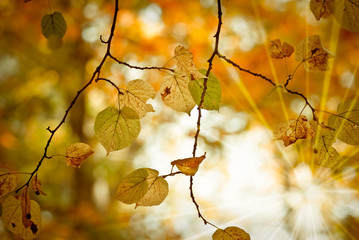 image de feuilles d'arbre et rayons du soleil en automne