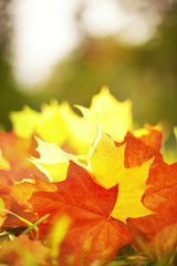 Autumn leaves background