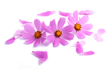 Fototapeta premium Flowers