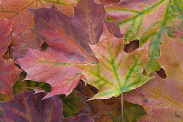 Naklejka na ściany i meble Background with autumn leaves