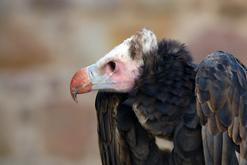 Buitre africano