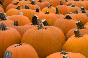 Pumpkins Lined up