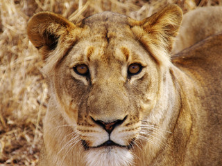 Obraz na płótnie Canvas portrait of lioness