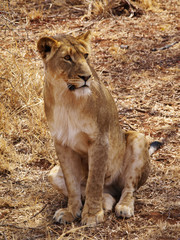 Lioness sitting