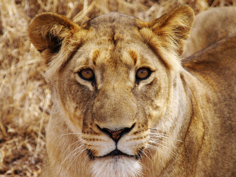 portrait of lioness