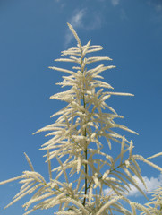 Aruncus dioicus against the blue sky