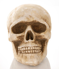 Obraz premium skull skeleton with reflection isolated on white background ..