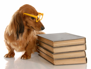 dog obedience - dachshund sitting beside stack of books