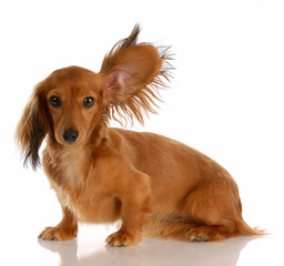 miniature dachshund with one ear standing up listening