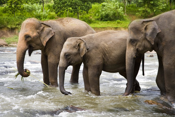 Fototapeta na wymiar Stado azjatyckich słoni przejechać dużą rzekę