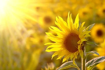 Selbstklebende Fototapete Krankenhaus Sonnenblume auf einer Wiese im Licht der untergehenden Sonne