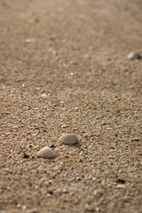 Fototapeta na wymiar Two seashells on the beach