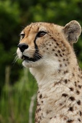 Cheetah Portrait