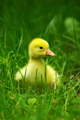 gosling in grass