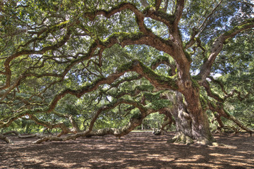 ancient live oak tree