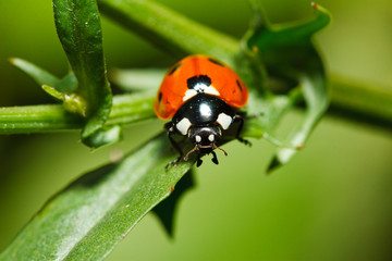 Marienkäfer