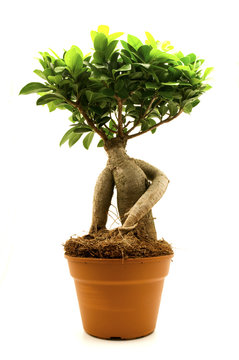 Ficus Ginseng