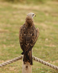 Portrait of a Black Kite