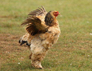 A Sussex Bantam chicken