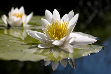 Photo sur Plexiglas Nénuphars The water lily