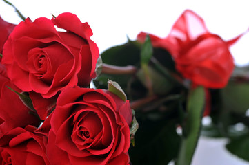 red roses close up
