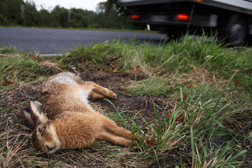 Roadkill, Hare 05