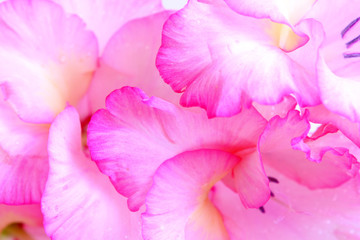 blumenhintergrund,abstrakt