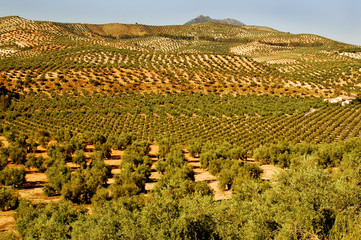 olivares