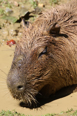 Wasserschwein im Schlammbad